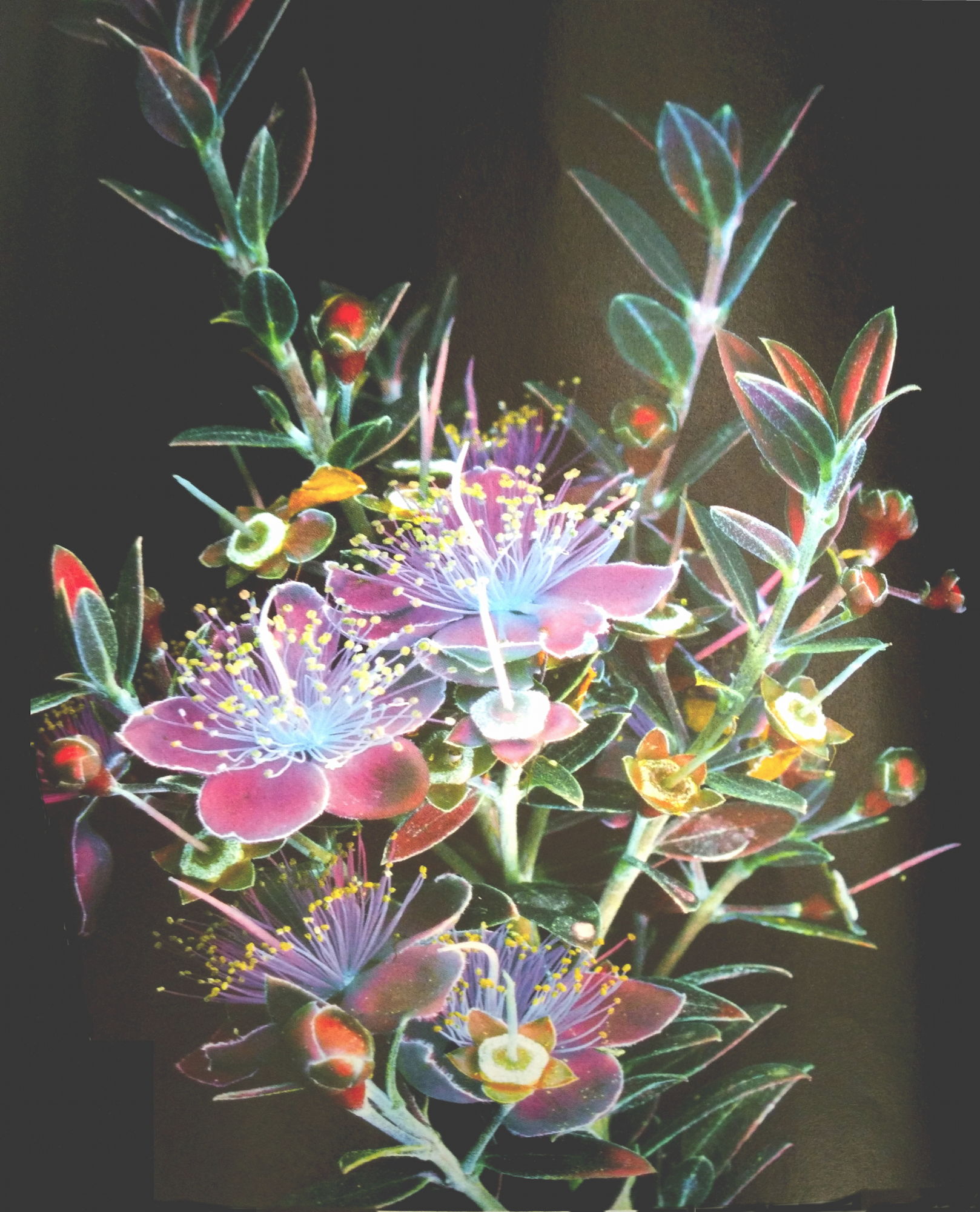 bouquet transparent